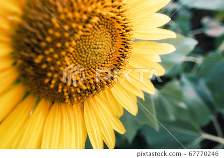 ripe sunflower with yellow leaves close up ripe sunflower with yellow leaves close up 67770246