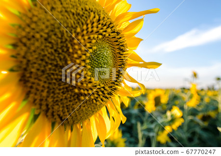 ripe sunflower with yellow leaves close up 67770247