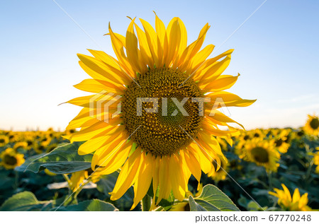 ripe sunflower with yellow leaves close up ripe sunflower with yellow leaves close up 67770248