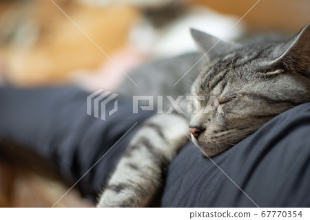 Relaxing cat, Sabatra cat Relaxing cat, Sabatra cat 67770354