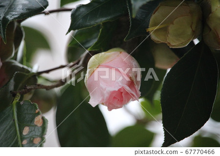Camellia flower 67770466