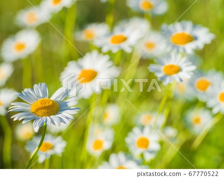 Chamomile on grass background on a sunny summer 67770522
