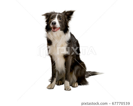 Border Collie dog on an isolated white background, 67770539