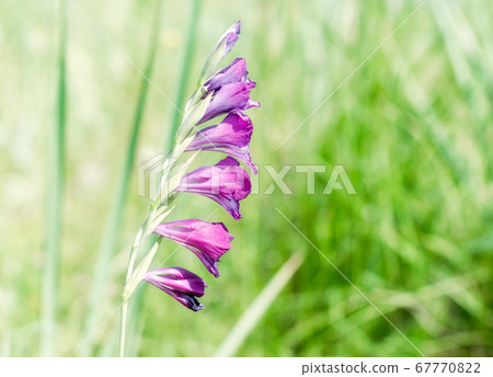 one blooming wildflower close up 67770822