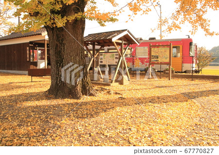 The yellow foliage advances and the yellow carpet spreads due to the fallen leaves of the large ginkgo tree in front of the Hojo Railway Abiki Station. The yellow foliage advances and the yellow carpet spreads due to the fallen leaves of the large ginkgo tree in front of the Hojo Railway Abiki Station. 67770827