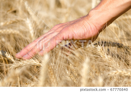 farmers male hand touching spikelets of wheat on 67770840