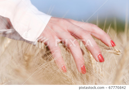 female fingers touching spikelets of wheat female fingers touching spikelets of wheat 67770842