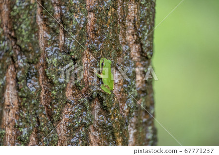 Tree frog Tree frog 67771237