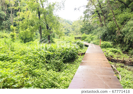 Shonan Miura Peninsula grassland Koamishiro forest (cloudy) 67771418