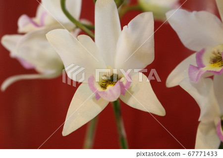 White orchid White orchid 67771433