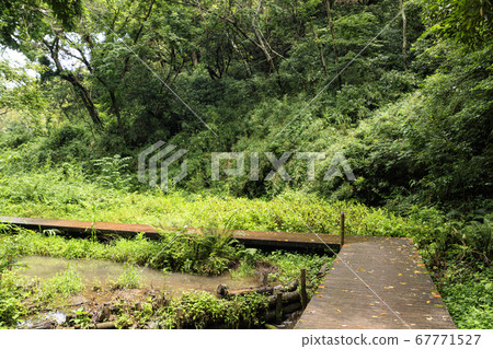 關東地區僻靜的三浦半島上的小amishiro森林(雨季) 關東地區僻靜的三浦半島上的小amishiro森林(雨季) 67771527