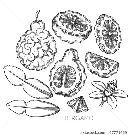 Collection of graphic bergamot fruits, leaves and flower 67771669
