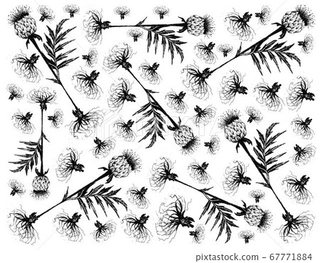 Hand Drawn of Maral Root Plant on White Background 67771884