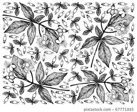 Hand Drawn Background of Tutsan or Sweet Amber 67771885