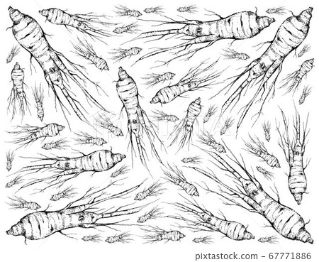 Hand Drawn Background of Ginseng Plants with 67771886