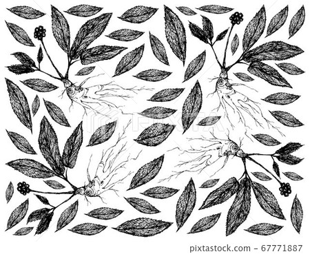 Hand Drawn Background of Ginseng Plants with 67771887