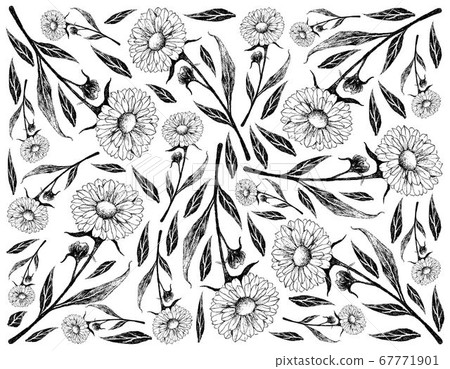 Hand Drawn Background of Calendula or Marigold Hand Drawn Background of Calendula or Marigold 67771901