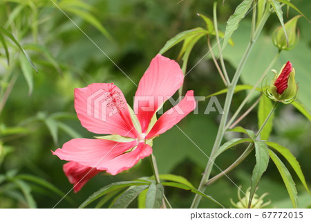 Summer flower Momiji ooy Summer flower Momiji ooy 67772015
