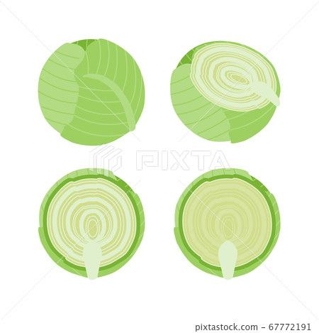 白菜的簡單的矢量圖 67772191