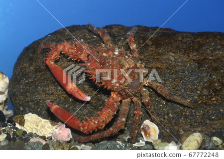 Saw crab Saw crab 67772248