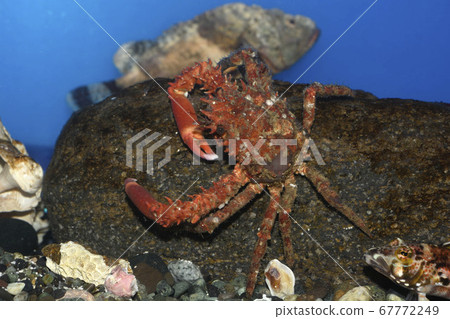 Saw crab Curious Thragis Behind the scorpionfish 67772249