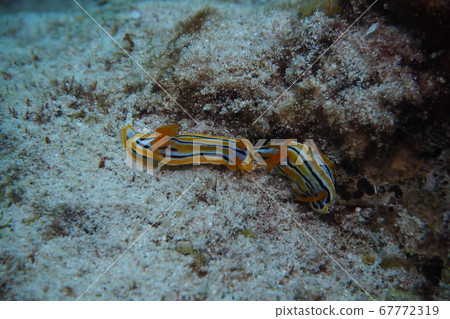 沖繩海科爾曼海參交配 67772319