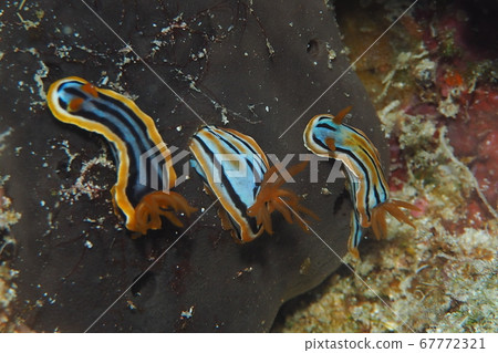 Sea of Okinawa Sea slug eating Sea of Okinawa Sea slug eating 67772321