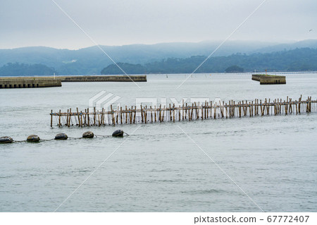 Matsushima, one of the three most scenic views of Japan Oyster culture shelf, Matsushima Town, Miyagi Prefecture Matsushima, one of the three most scenic views of Japan Oyster culture shelf, Matsushima Town, Miyagi Prefecture 67772407