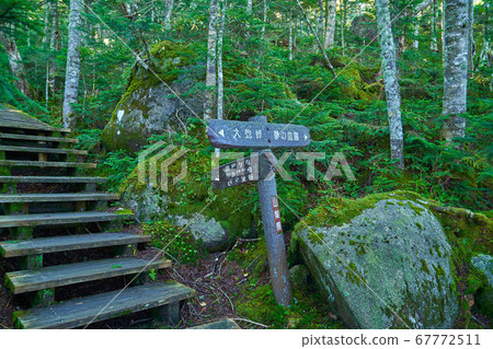 Diversity guide to Kokushigatake and the dream garden near the Otaru Pass in Yamanashi Diversity guide to Kokushigatake and the dream garden near the Otaru Pass in Yamanashi 67772511