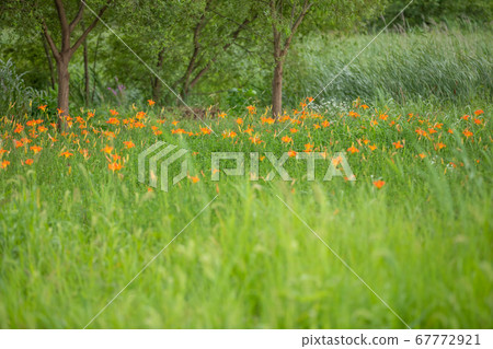 A garden of water A garden of water 67772921