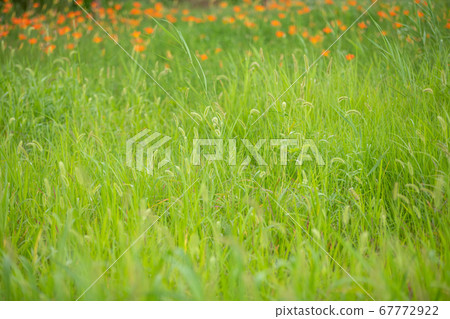 A garden of water 67772922