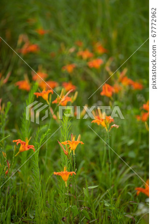 一個水的花園 一個水的花園 67772962