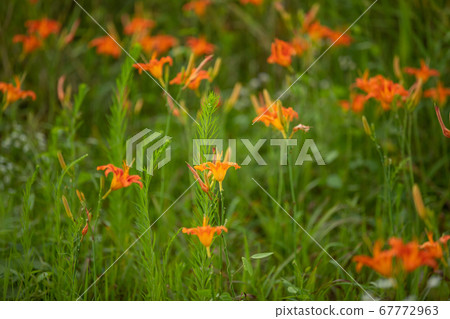 一個水的花園 67772963
