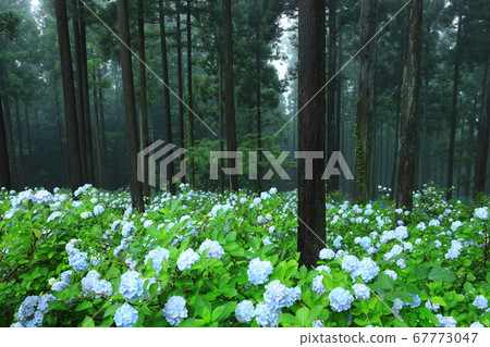 繡球花在森林裡 繡球花在森林裡 67773047
