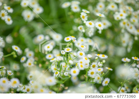 一個水的花園 一個水的花園 67773360