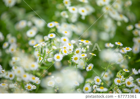 一個水的花園 一個水的花園 67773361