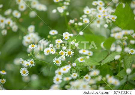 A garden of water A garden of water 67773362