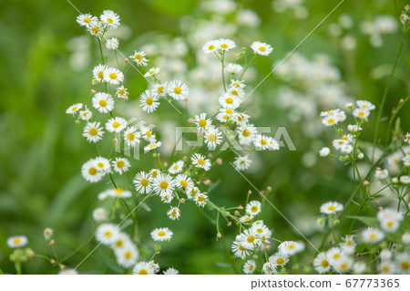 一個水的花園 67773365
