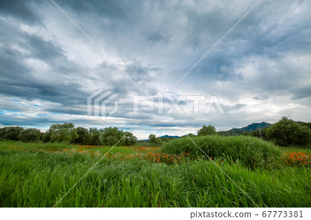 A garden of water A garden of water 67773381