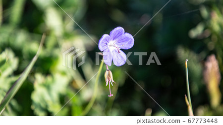 purple flowers of decorative sage field. Retro tone image. 67773448