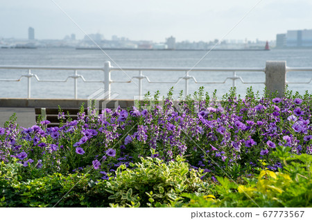 It is a purple flower against the backdrop of the Port of Yokohama. 67773567