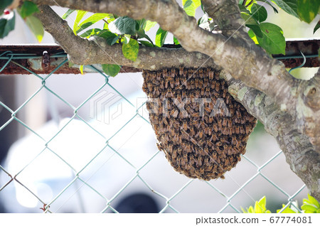 蜜蜂在花園裡的一棵樹上休息 67774081