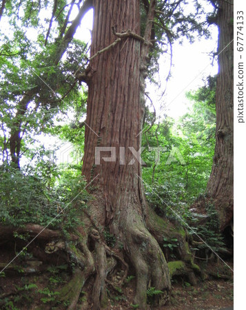 Large cedar tree in the Hokuriku region 67774133