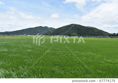 稻田,山脈和白雲 稻田,山脈和白雲 67774178