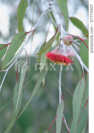 Red blossoms and grey green leaves of the Australian native mallee tree Eucalyptus caesia,  family Myrtaceae. Common name is Silver Princess. Endemic to south west Western Australia 67774407