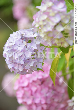 hydrangea hydrangea 67774432