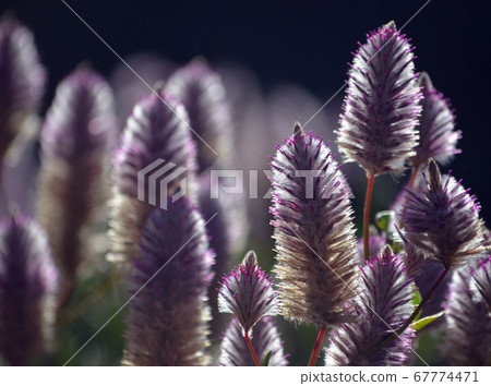 Australian native backlit purple Ptilotus exaltatus Joey wildflowers, family Amaranthaceae. Called Mulla Mulla by indigenous Australians. 67774471