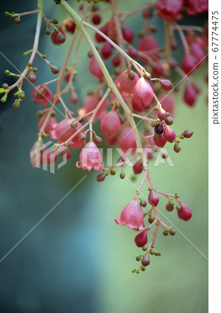 Red pink bell shaped flowers of the Australian native hybrid flame tree Brachychiton roseus, Belladonna variety, family Malvaceae. Variety of kurrajong or bottle tree.  67774475
