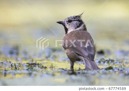 European crested tit (Lophophanes cristatus) European crested tit (Lophophanes cristatus) 67774589