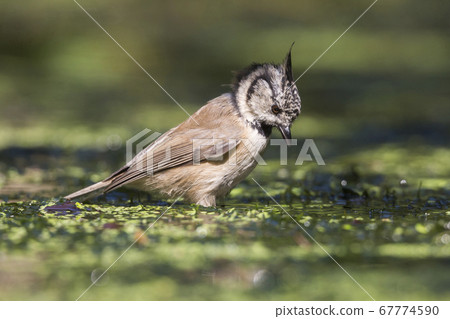 European crested tit (Lophophanes cristatus) European crested tit (Lophophanes cristatus) 67774590